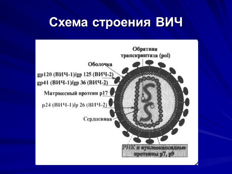 Схема строения ВИЧ